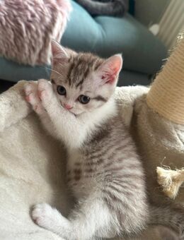Katzen Babys - Gelsenkirchen