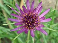 Samen Haferwurzel, Purpur- Bocksbart (Tragopogon porrifolius) - Horgenzell