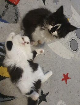 Maine Coon x British Langhaar Mix Kitten - Plauen