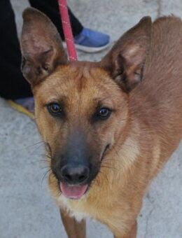 Buster-wer kann diesem Blick widerstehen - Laatzen