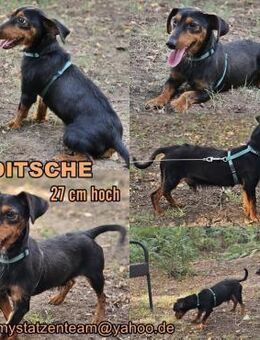 Ditsche sucht ein liebevolles Zuhause - Schafflund