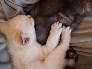 BKH Kitten abzugeben 250€ - Trittau