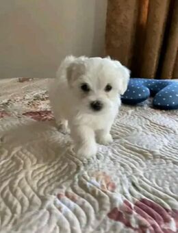 Maltese puppy - Münster
