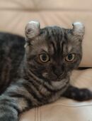 Ab sofort Kitten Mischung BKH-Amerikan Curl in 13627