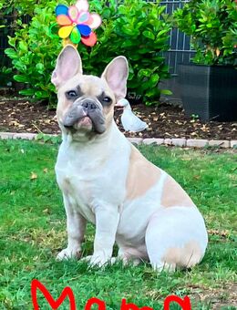 Französische Bulldoggen Welpen - Reinheim