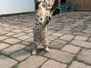 Katzenbaby in liebevolle Hände abzugeben - Kaarst