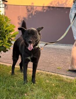 Akita-Labrador Mix Hugo - Ellerbek