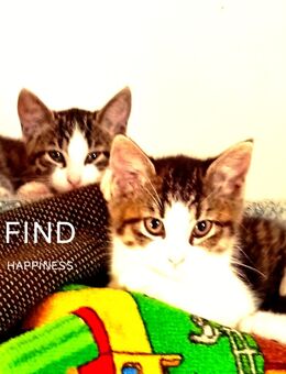 Maine coon Mischling fiona 6 Monate - Schwalbach