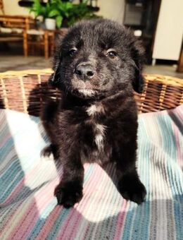 Kleine Smilla sucht ein tolles Zuhause - Berlin