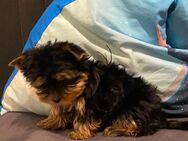 Yorkshire Terrier Welpen - Dortmund