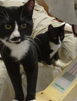 Lipici & Sissi 2 kleine Maskenkatzen - Unterföhring