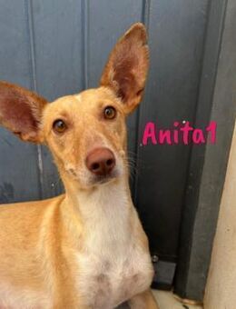 Anita1 zutraulich lieb 05/22 ESP - Ruppertsecken
