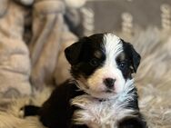 Reinrassige Berner Sennenhund - Hinte