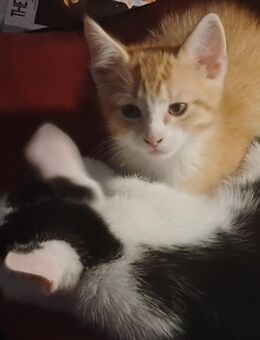 Süßes rot/weißes Katzenbaby einer Glückskatzenmama in Berlin - Berlin