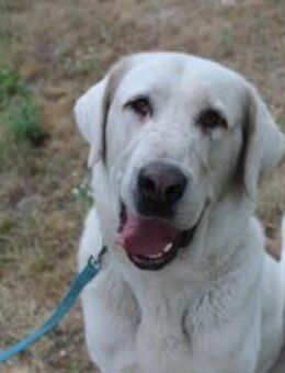 Nona, su. Familie mit Haus/ Hof - Neuhausen (Spree)