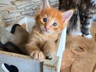 Maine Coon Kitten - Eslohe (Sauerland)