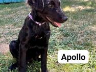 Apollo sucht ein Zuhause - Linden (Hessen)