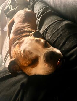 Hunde sucht neue Haus - Leipzig Südwest