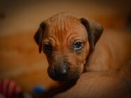 Rhodesian Ridgeback Welpen - Hannoversch Münden