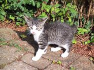 Katzen baby 14 Wochen möchten bei dir einziehen. - Heiningen (Baden-Württemberg)