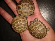 Hobbyzucht - Steppenschildkröten, Testudo Horsfieldii, Vierzehenschildkröten, Landschildkröten - Wolfenbüttel