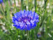 Blaue Kornblumen Samen Kornblume blau Bienen Hummel Insekten Korn Kornblumensamen Kormblumenfeld Zierblume Gartenpflanze insektenfreundliches Saatgut Kornfeld leuchtend blaue Blüten Geschenk Saat Frühling SWR Vatertag Biene - Pfedelbach