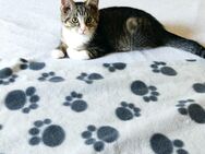 Kleiner Kater 12 Wochen jung sucht dringend ein Zuhause! - Bernburg (Saale)