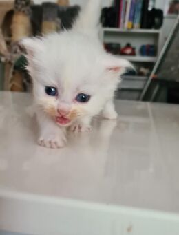 Little Whity brown nose - Iserlohn
