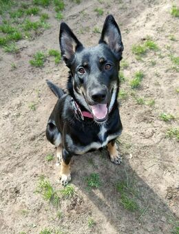 DDR Schäferhund Huskymix Lucy und Loki - Vreden