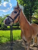 Reitpony in Sonderfarbe Dressurnachwuchs in 36088