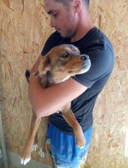 Foxy, ein Friedhofswelpe - Steinhagen (Nordrhein-Westfalen)