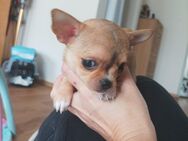 Wunderschöner Chihuahua Welpe KH - Lindenberg (Allgäu)