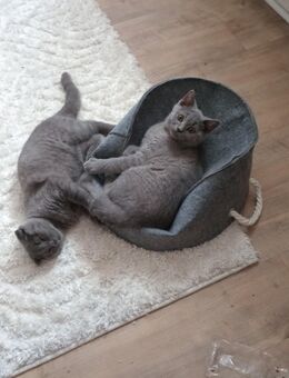 Baby katze - Gelsenkirchen