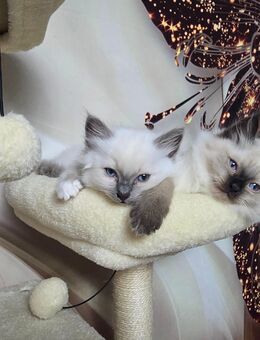 Reinrassige Heilige Birma Kitten - Neuwied