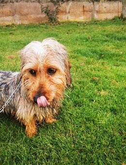 Rauhaar Dackel reinrassig - Biederitz