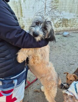 Sehr verschmuster aufgeweckter Mischlingsrüde Paul - Angern
