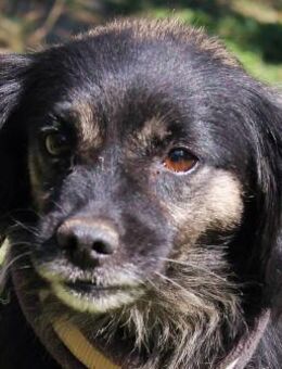 Monic wurde alleine zurück gelassen - Berlin