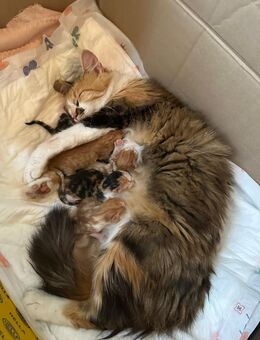 5 süße Kitten suchen bald ein liebevolles Zuhause - Lauterbach (Baden-Württemberg)
