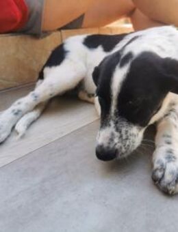 Lucy - möchte in ein neues Leben starten - Alfeld (Leine)