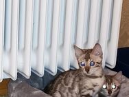 Bengal kitten der Extraklasse / XXL Rosetten in snow, silver und braun - Griesheim