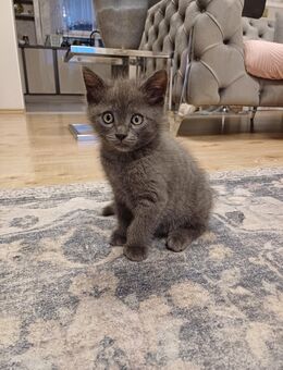 Babykater - Rheinmünster