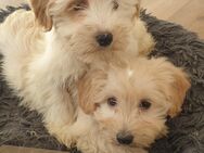 Malteser Maltipoo Welpen - Hille