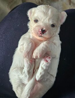 Süsse kleine Bischonfriese Chihuahua Mix suchen ein liebevolles zu Hause - Bannewitz