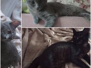 (Der Preis gilt für beide Geschwister zusammen)Heilige Birma/BKH MIX Kitten, noch 1 Kater & 1 Katze
