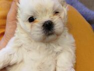 Happy Baby Shih-Tzu Welpe Hündin - Stuhr