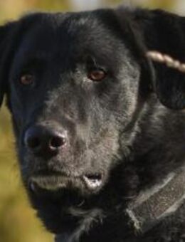 Rabenschwarzer Schmusebär Ono - München