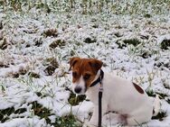 Jack Russell Welpen (1000€) EU Pass - Schömberg (Regierungsbezirk Karlsruhe)