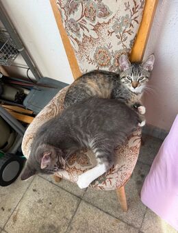 Jungkatzen - Herrenberg