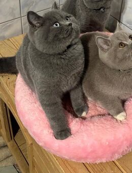 Besondere Jungkatzen aus liebevoller Premiumaufzucht – nur an verantwortungsvolle Liebhaber - Bockenem