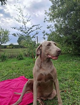 Labmaraner Wurfankündigung( Mutter Weimaranerin-Vater Labrador) - Tangerhütte